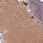 Merck Anti-RAPGEF3 antibody produced in rabbit