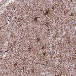 Merck Anti-TAS2R38 antibody produced in rabbit