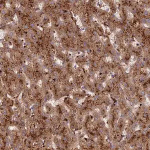 Merck Anti-C5orf51 antibody produced in rabbit
