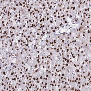 Merck Anti-HIST1H1A antibody produced in rabbit