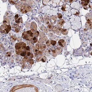 Merck Anti-CST2 antibody produced in rabbit
