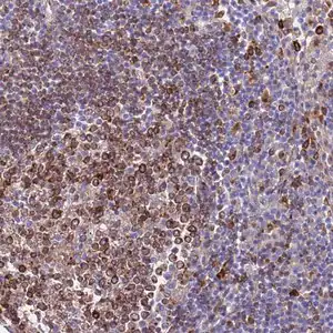 Merck Anti-GREB1L antibody produced in rabbit