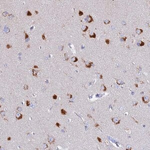 Merck Anti-VTI1B antibody produced in rabbit