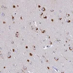 Merck Anti-VTI1B antibody produced in rabbit