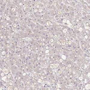 Merck Anti-A1BG antibody produced in rabbit