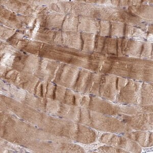 Merck Anti-C8orf22 antibody produced in rabbit