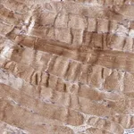 Merck Anti-C8orf22 antibody produced in rabbit