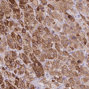Merck Anti-ZFP82 antibody produced in rabbit