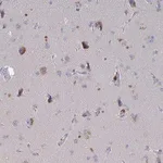 Merck Anti-GPR148 antibody produced in rabbit