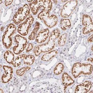 Merck Anti-COL28A1 antibody produced in rabbit