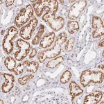 Merck Anti-COL28A1 antibody produced in rabbit