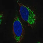Merck Anti-S1PR4 antibody produced in rabbit