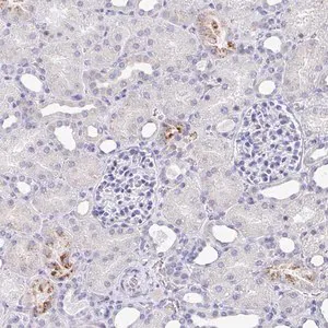 Merck Anti-TAS2R39 antibody produced in rabbit