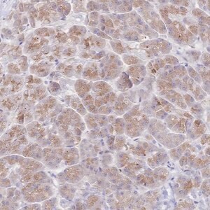 Merck Anti-SIAH3 antibody produced in rabbit