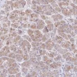 Merck Anti-SIAH3 antibody produced in rabbit