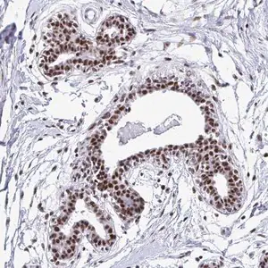 Merck Anti-PELP1 antibody produced in rabbit