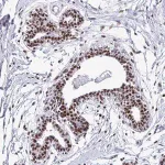 Merck Anti-PELP1 antibody produced in rabbit