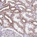 Merck Anti-LINGO4 antibody produced in rabbit