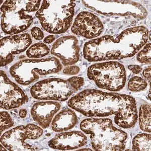 Merck Anti-STARD8 antibody produced in rabbit