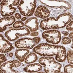 Merck Anti-STARD8 antibody produced in rabbit