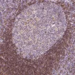 Merck Anti-LY86 antibody produced in rabbit