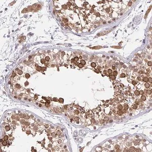 Merck Anti-NAALAD2 antibody produced in rabbit