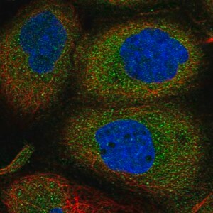 Merck Anti-ANKMY2 antibody produced in rabbit