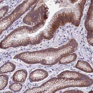 Merck Anti-DCAF12L2 antibody produced in rabbit