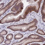 Merck Anti-DCAF12L2 antibody produced in rabbit