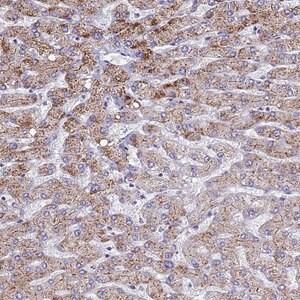Merck Anti-ATPAF1 antibody produced in rabbit