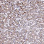 Merck Anti-ATPAF1 antibody produced in rabbit