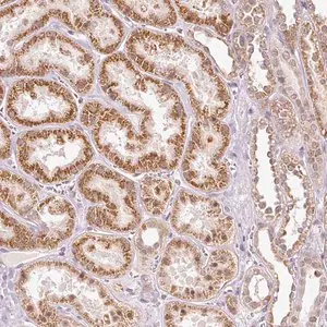 Merck Anti-FSTL3 antibody produced in rabbit