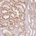 Merck Anti-FSTL3 antibody produced in rabbit