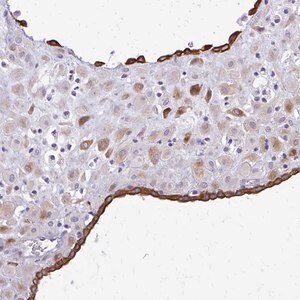 Merck Anti-EPYC antibody produced in rabbit