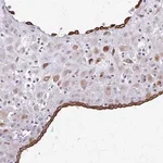 Merck Anti-EPYC antibody produced in rabbit