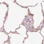 Merck Anti-DAPP1 antibody produced in rabbit