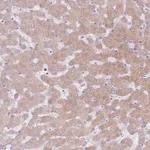 Merck Anti-CRIPT antibody produced in rabbit