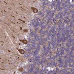 Merck Anti-SMPD4 antibody produced in rabbit
