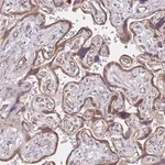 Merck Anti-PSG11 antibody produced in rabbit