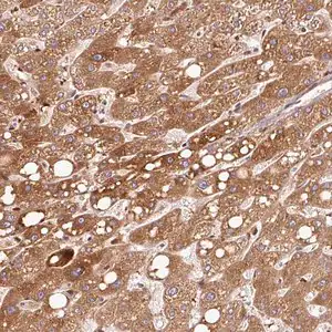 Merck Anti-PGLYRP2 antibody produced in rabbit