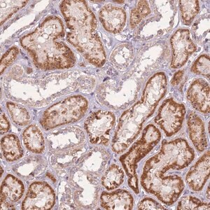 Merck Anti-UCMA antibody produced in rabbit