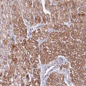 Merck Anti-FBXO27 antibody produced in rabbit