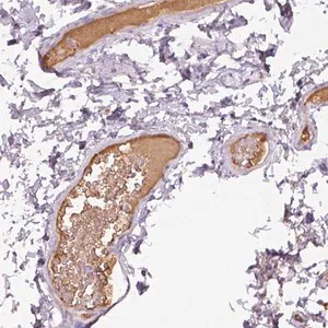 Merck Anti-APOA1 antibody produced in rabbit