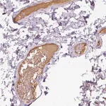 Merck Anti-APOA1 antibody produced in rabbit