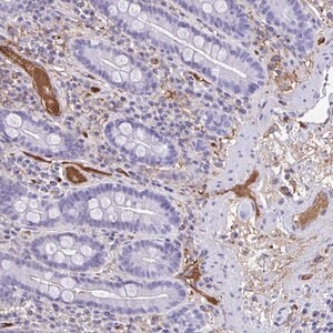Merck Anti-SMIM9 antibody produced in rabbit