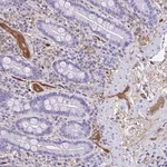 Merck Anti-SMIM9 antibody produced in rabbit