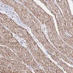 Merck Anti-RHOBTB2 antibody produced in rabbit