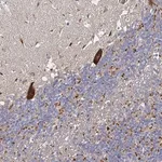 Merck Anti-NRSN1 antibody produced in rabbit