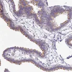 Merck Anti-PINLYP antibody produced in rabbit