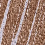 Merck Anti-C19orf68 antibody produced in rabbit